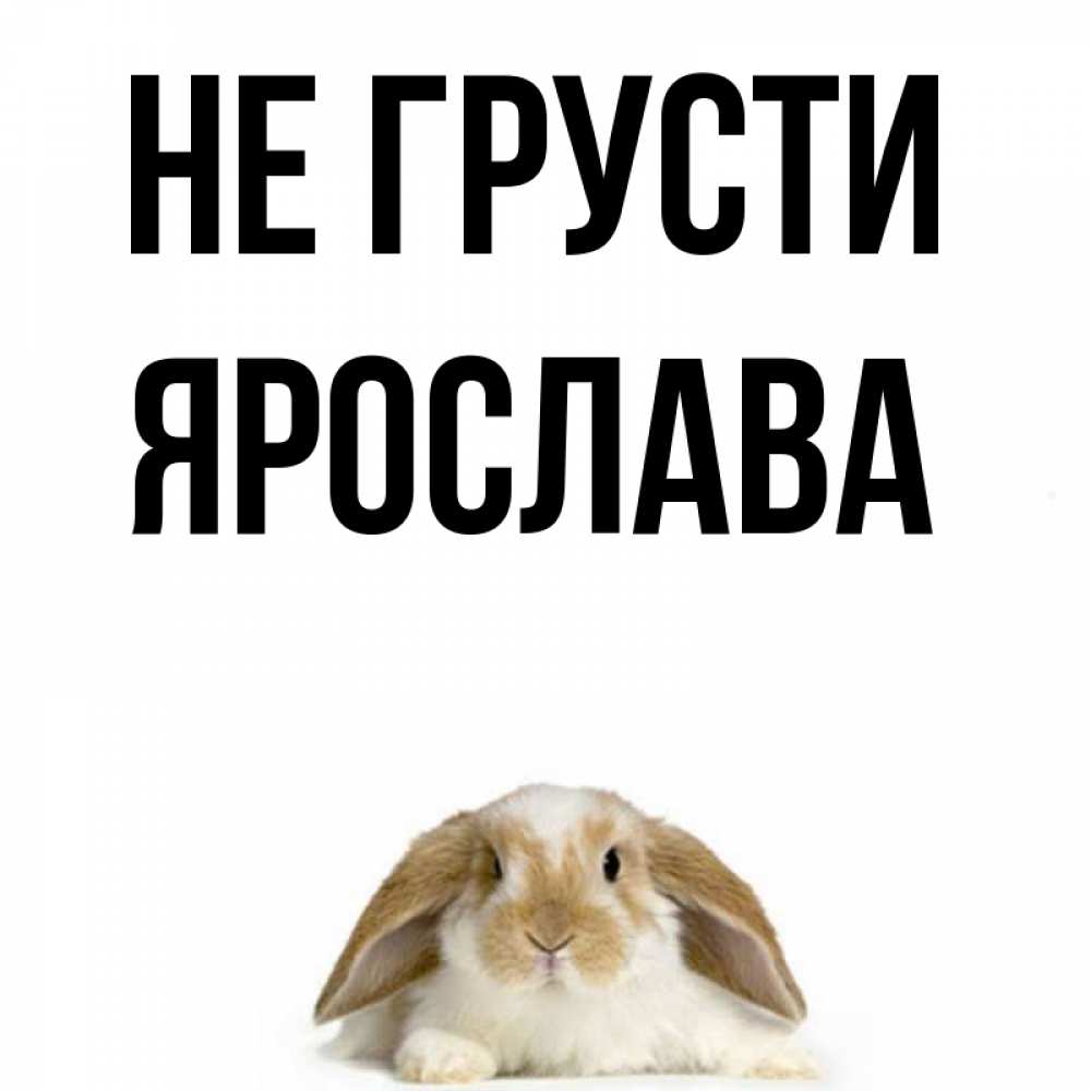 Открытка на каждый день с именем, Ярослава Не грусти коричнево белый заяц с большими ушками Прикольная открытка с пожеланием онлайн скачать бесплатно 