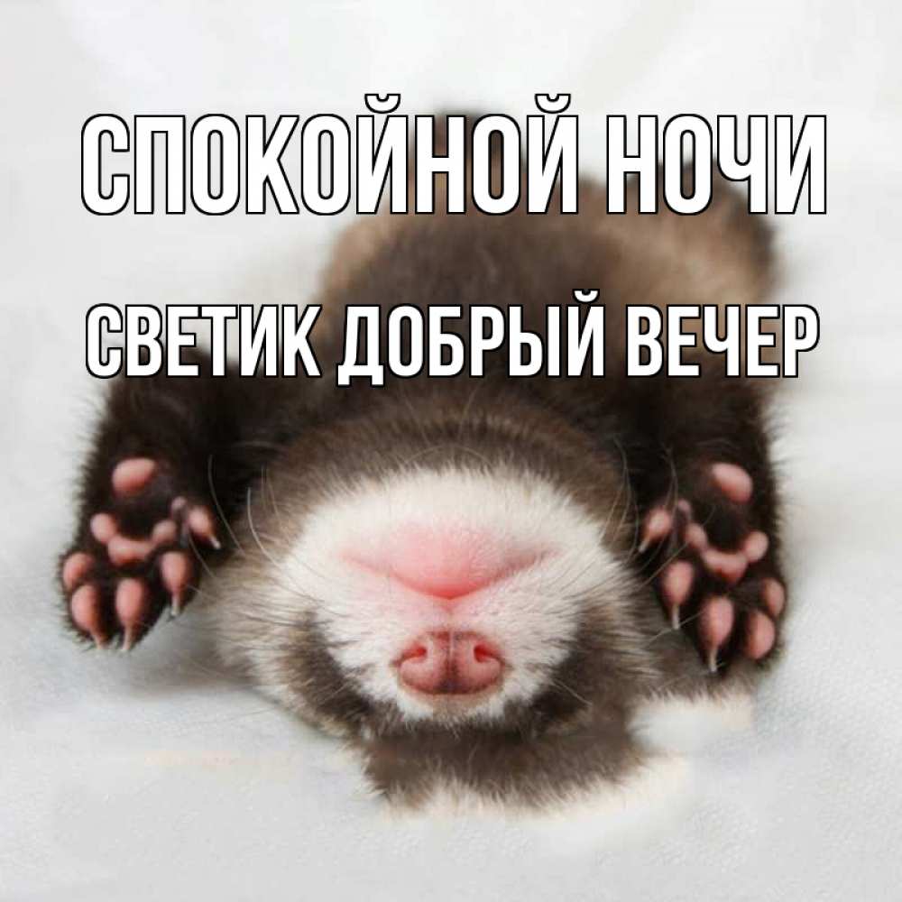 Открытка на каждый день с именем, Светик-добрый-вечер Спокойной ночи зверек Прикольная открытка с пожеланием онлайн скачать бесплатно 