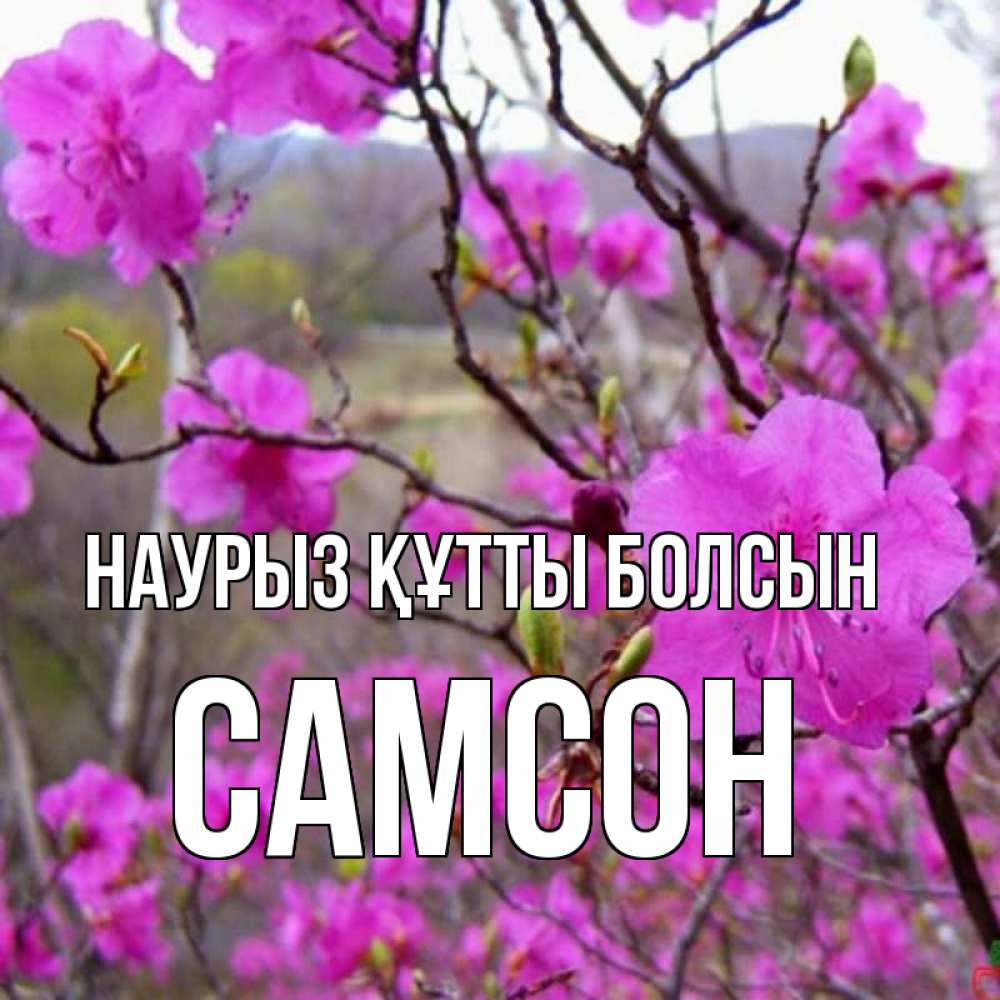 Открытка на каждый день с именем, Самсон Наурыз құтты болсын наурыз мейрамы кутты болсын Прикольная открытка с пожеланием онлайн скачать бесплатно 