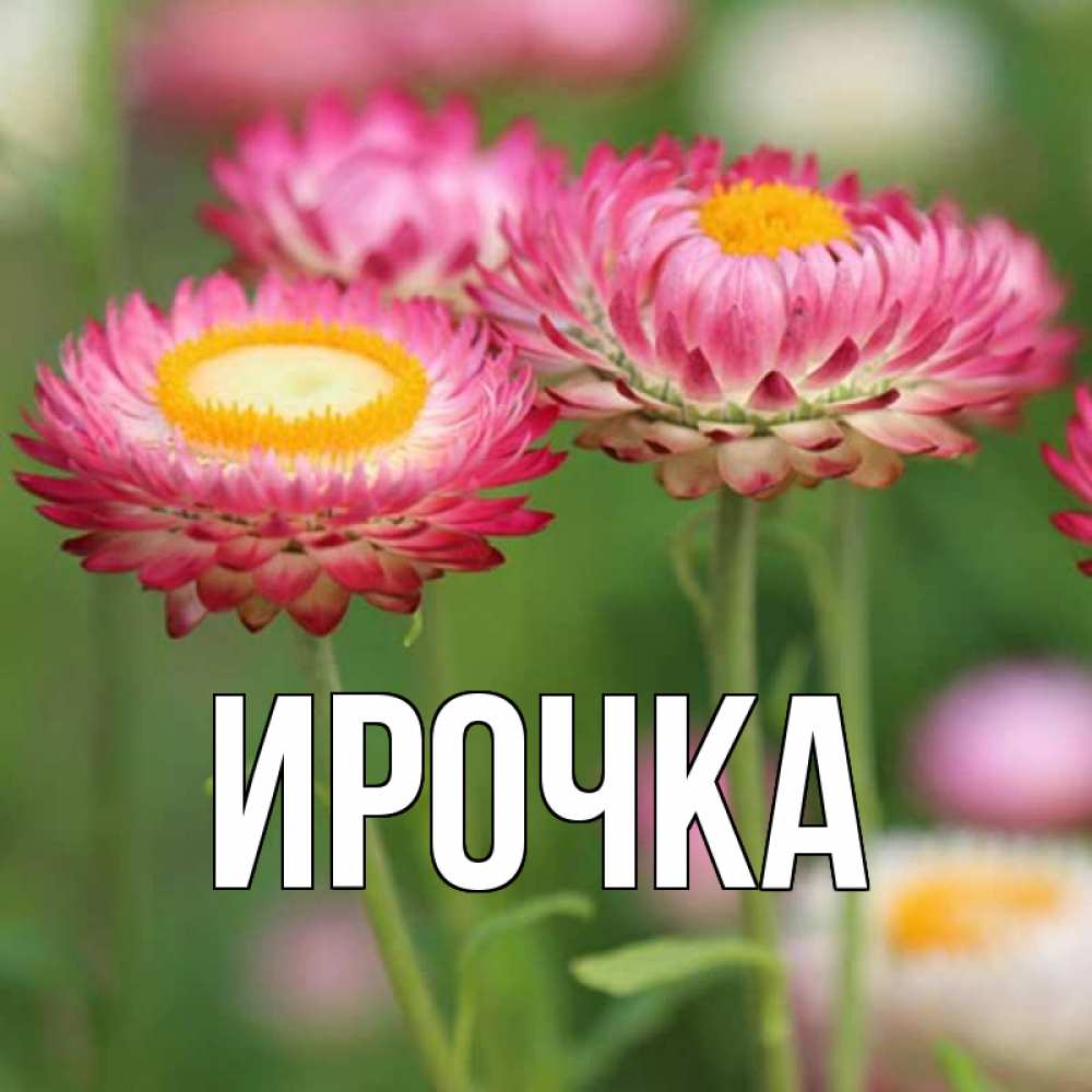 Картинка  с именем , ирочка