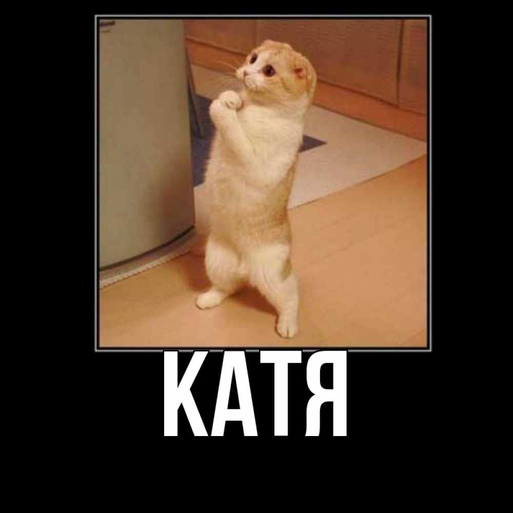 Открытка на каждый день с именем, Катя Главная открытка с милым несчастным котиком просящим прощения Прикольная открытка с пожеланием онлайн скачать бесплатно 