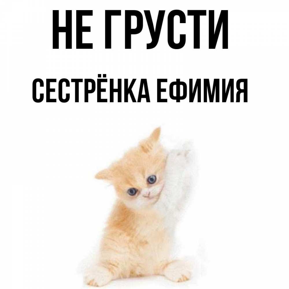 Открытка на каждый день с именем, Сестрёнка-Ефимия Не грусти просящий кот Прикольная открытка с пожеланием онлайн скачать бесплатно 