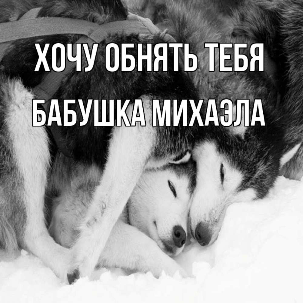 Открытка на каждый день с именем, Бабушка-Михаэла Хочу обнять тебя собачки в упряжке Прикольная открытка с пожеланием онлайн скачать бесплатно 