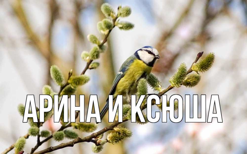 Открытка на каждый день с именем, Арина-и-Ксюша Главная верба Прикольная открытка с пожеланием онлайн скачать бесплатно 