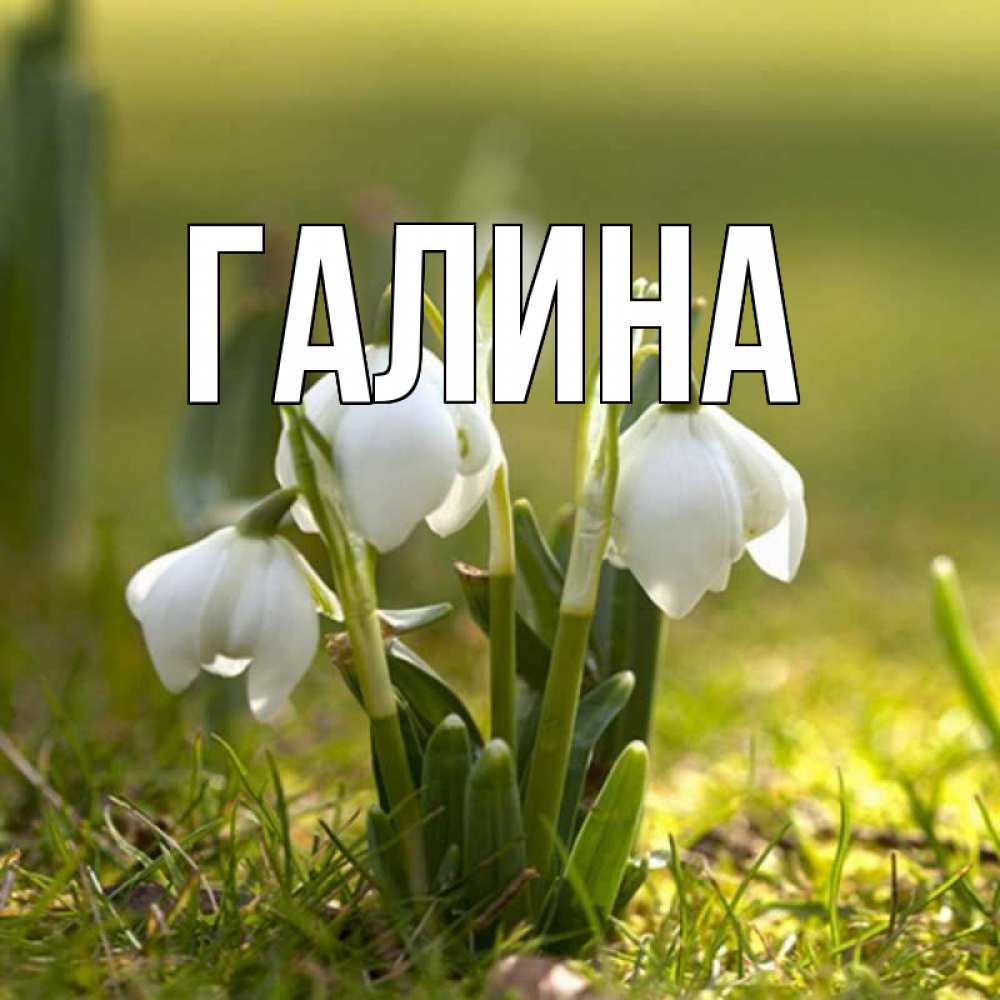 Открытка на каждый день с именем, Галина Главная ранние цветы 2 Прикольная открытка с пожеланием онлайн скачать бесплатно 