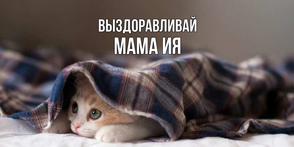 Открытка на каждый день с именем, Мама-Ия Выздоравливай не болейте с котиком Прикольная открытка с пожеланием онлайн скачать бесплатно 