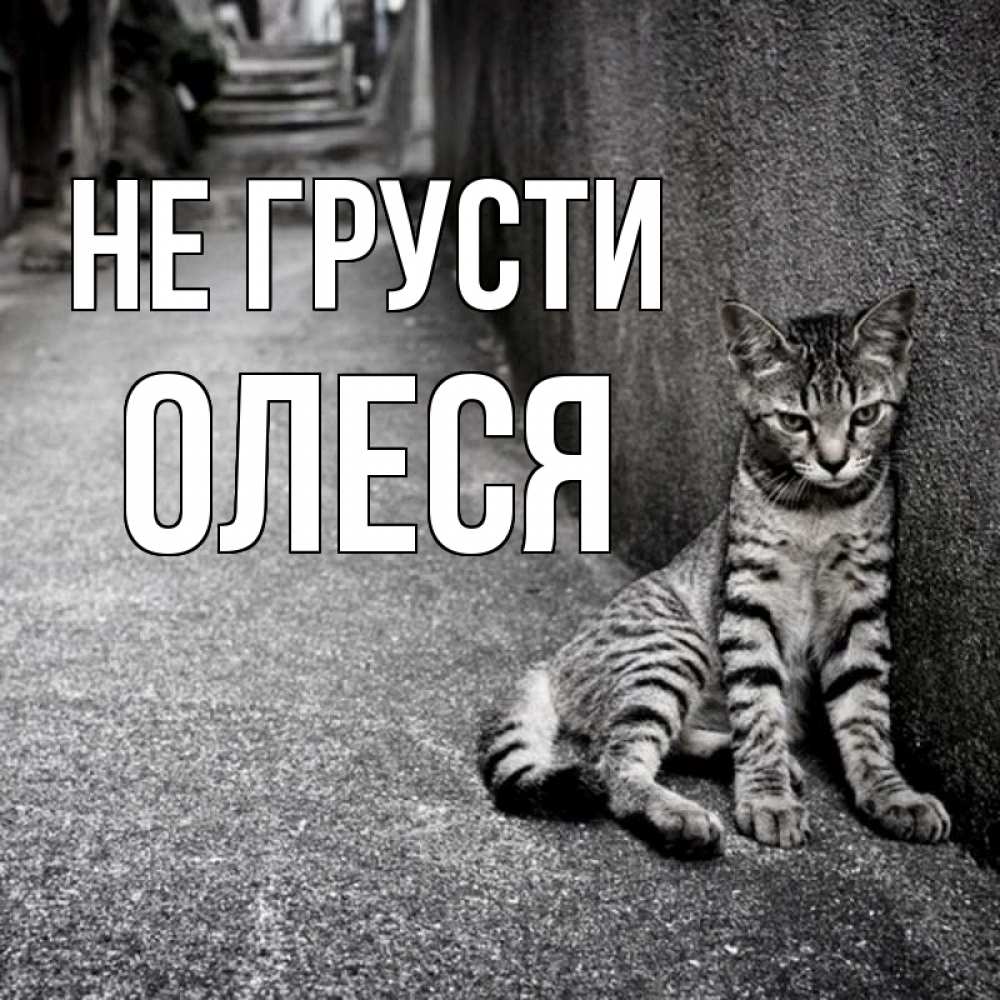 Открытка на каждый день с именем, Олеся Не грусти скучающий котик Прикольная открытка с пожеланием онлайн скачать бесплатно 