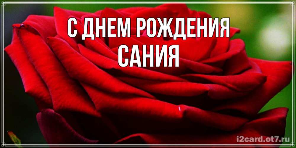 Открытка на каждый день с именем, Сания С днем рождения розочка очень красивая Прикольная открытка с пожеланием онлайн скачать бесплатно 