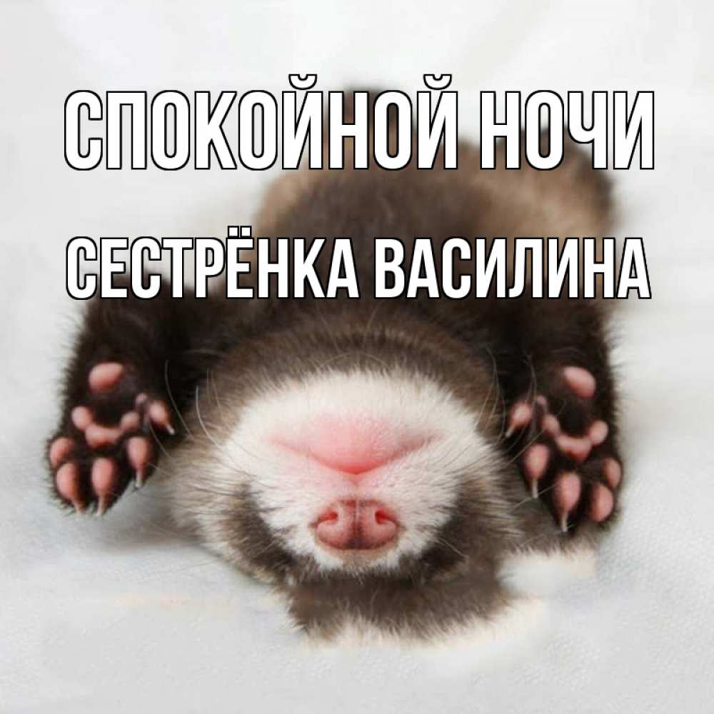 Открытка на каждый день с именем, Сестрёнка-Василина Спокойной ночи зверек Прикольная открытка с пожеланием онлайн скачать бесплатно 
