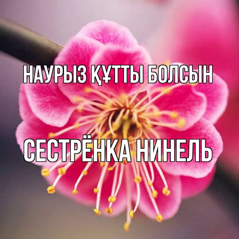 Открытка на каждый день с именем, Сестрёнка-Нинель Наурыз құтты болсын цветы Прикольная открытка с пожеланием онлайн скачать бесплатно 