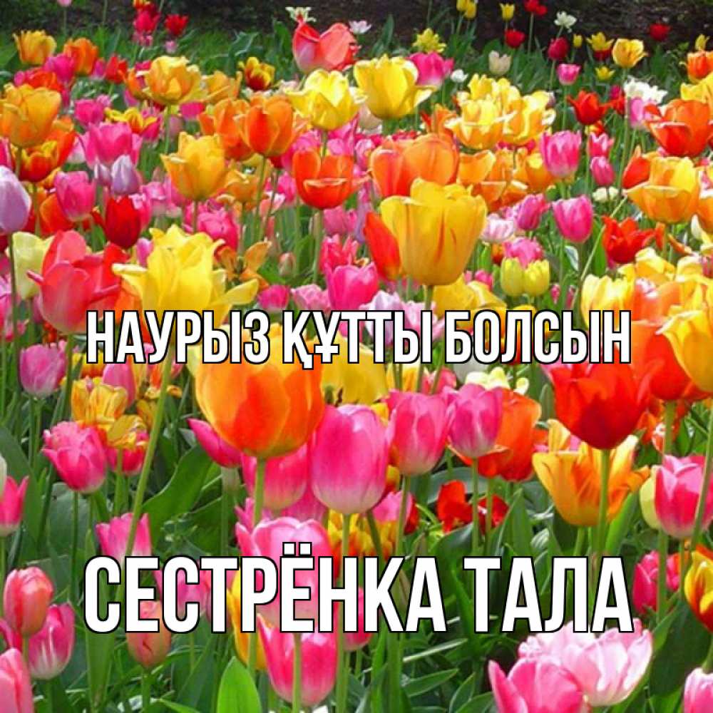 Открытка на каждый день с именем, Сестрёнка-Тала Наурыз құтты болсын на наурыз  ура ура Прикольная открытка с пожеланием онлайн скачать бесплатно 