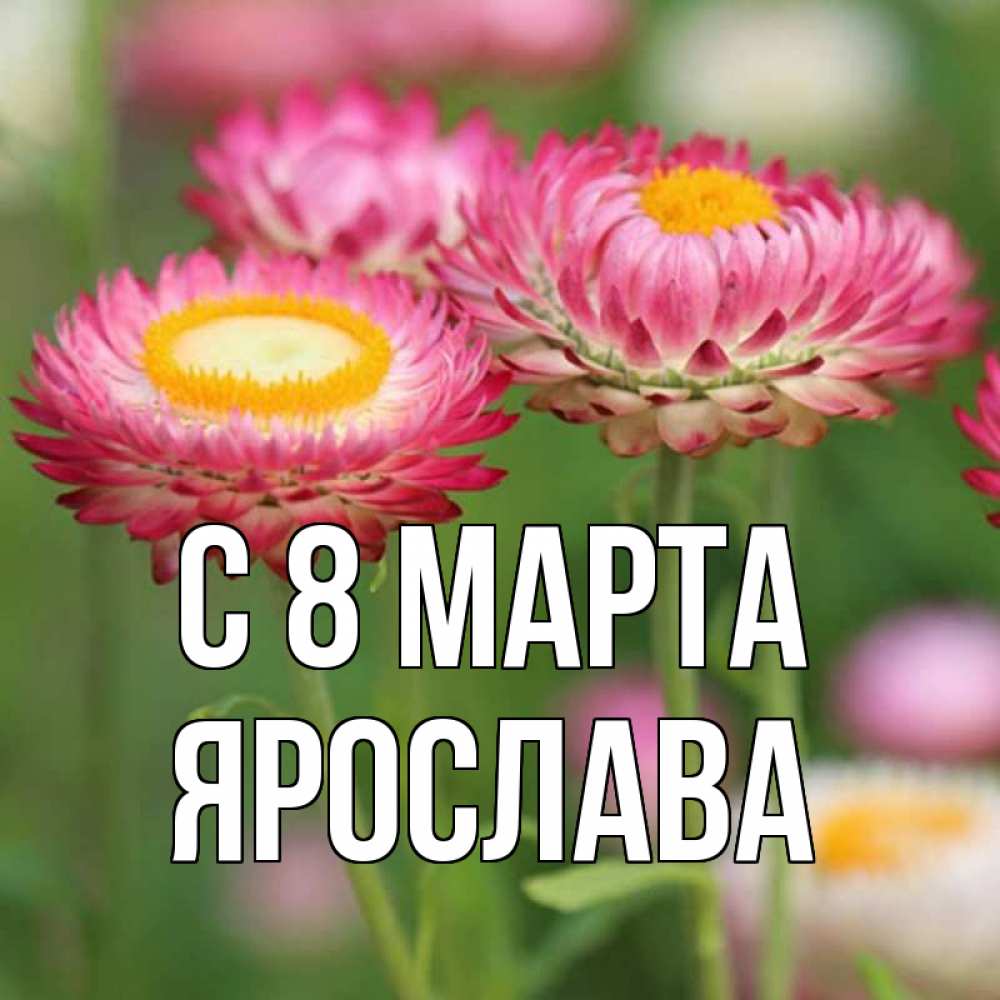 Открытка на каждый день с именем, Ярослава С 8 марта подарок на международный женский день Прикольная открытка с пожеланием онлайн скачать бесплатно 