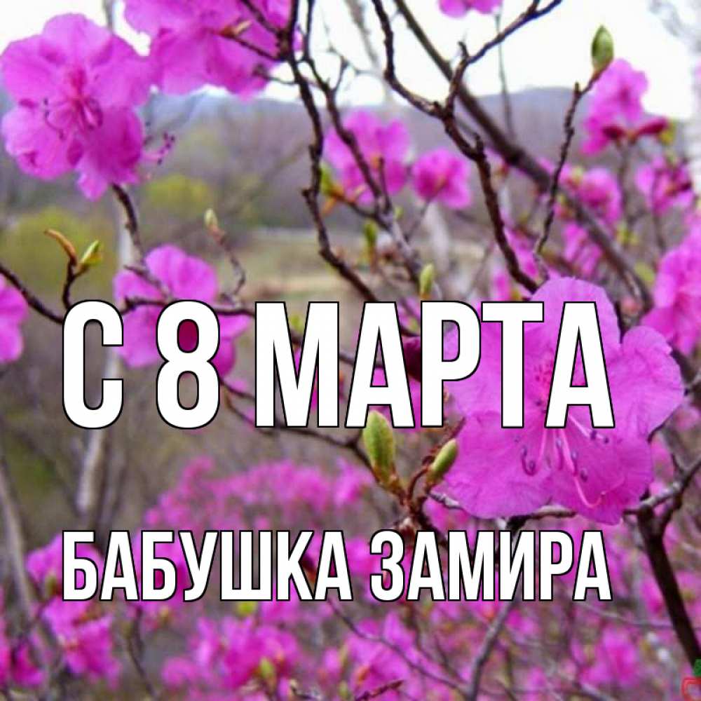 Открытка на каждый день с именем, Бабушка-Замира С 8 марта международный женский день Прикольная открытка с пожеланием онлайн скачать бесплатно 
