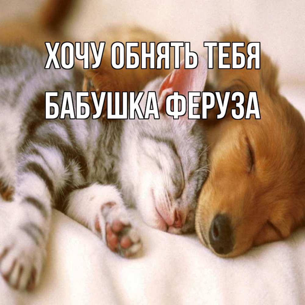 Открытка на каждый день с именем, Бабушка-Феруза Хочу обнять тебя пес и котенок Прикольная открытка с пожеланием онлайн скачать бесплатно 