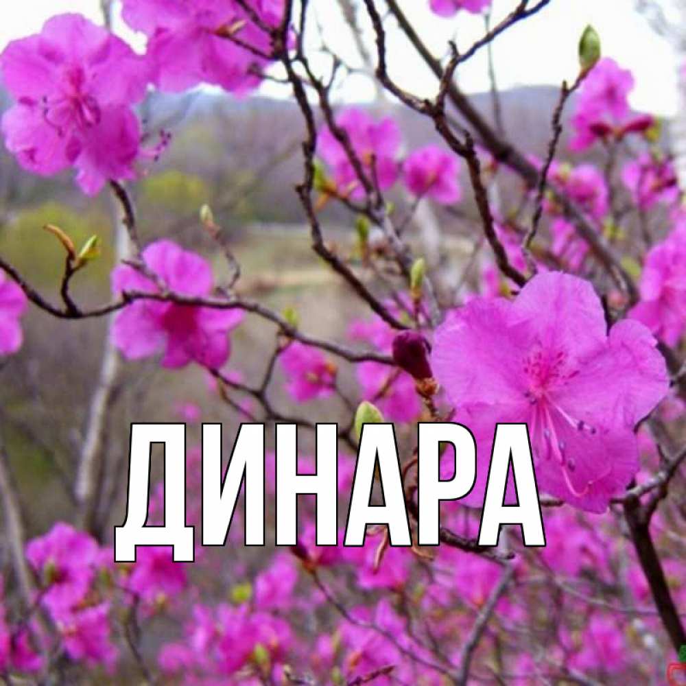 Открытка на каждый день с именем, Динара Главная праздник весны наурыз Прикольная открытка с пожеланием онлайн скачать бесплатно 