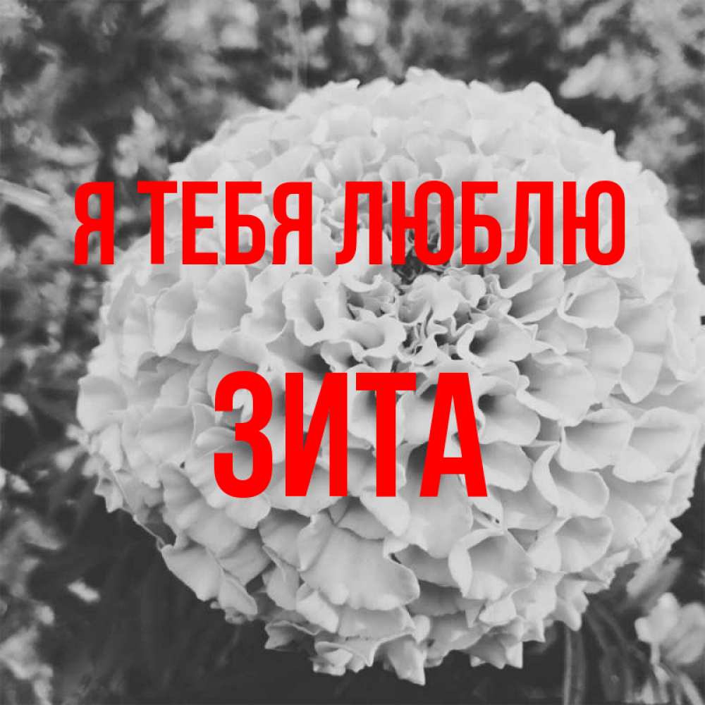 Открытка на каждый день с именем, Зита Я тебя люблю подпись Прикольная открытка с пожеланием онлайн скачать бесплатно 