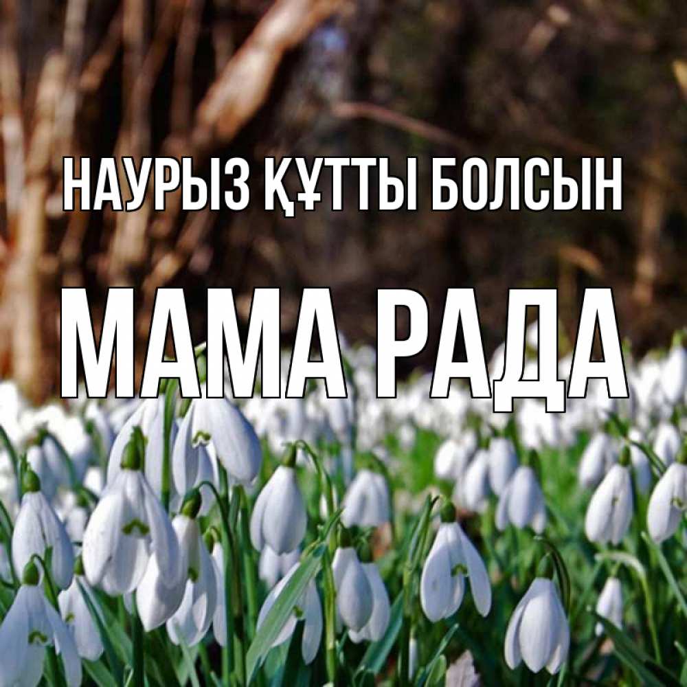 Открытка на каждый день с именем, Мама-Рада Наурыз құтты болсын с подснежниками 1 Прикольная открытка с пожеланием онлайн скачать бесплатно 