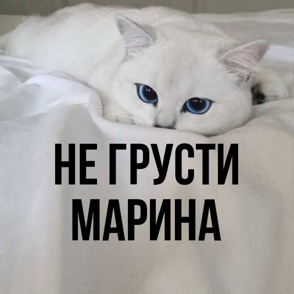 Открытка на каждый день с именем, Марина Не грусти Голубоглазая кошка Прикольная открытка с пожеланием онлайн скачать бесплатно 