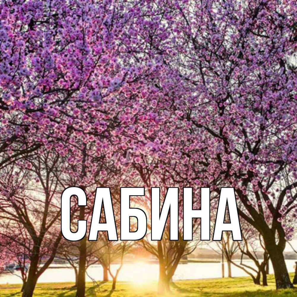 Открытка на каждый день с именем, Сабина Главная наурыз Прикольная открытка с пожеланием онлайн скачать бесплатно 