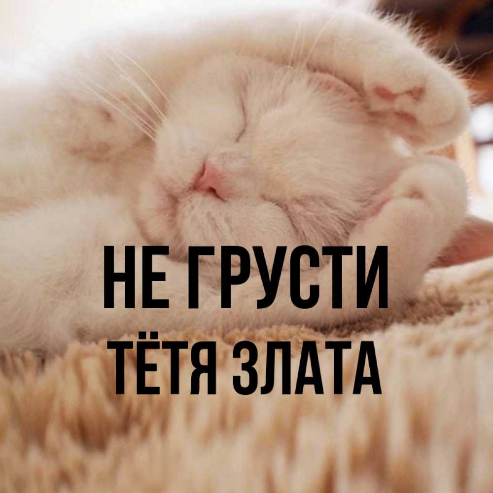 Открытка на каждый день с именем, Тётя-Злата Не грусти Котенок спит Прикольная открытка с пожеланием онлайн скачать бесплатно 