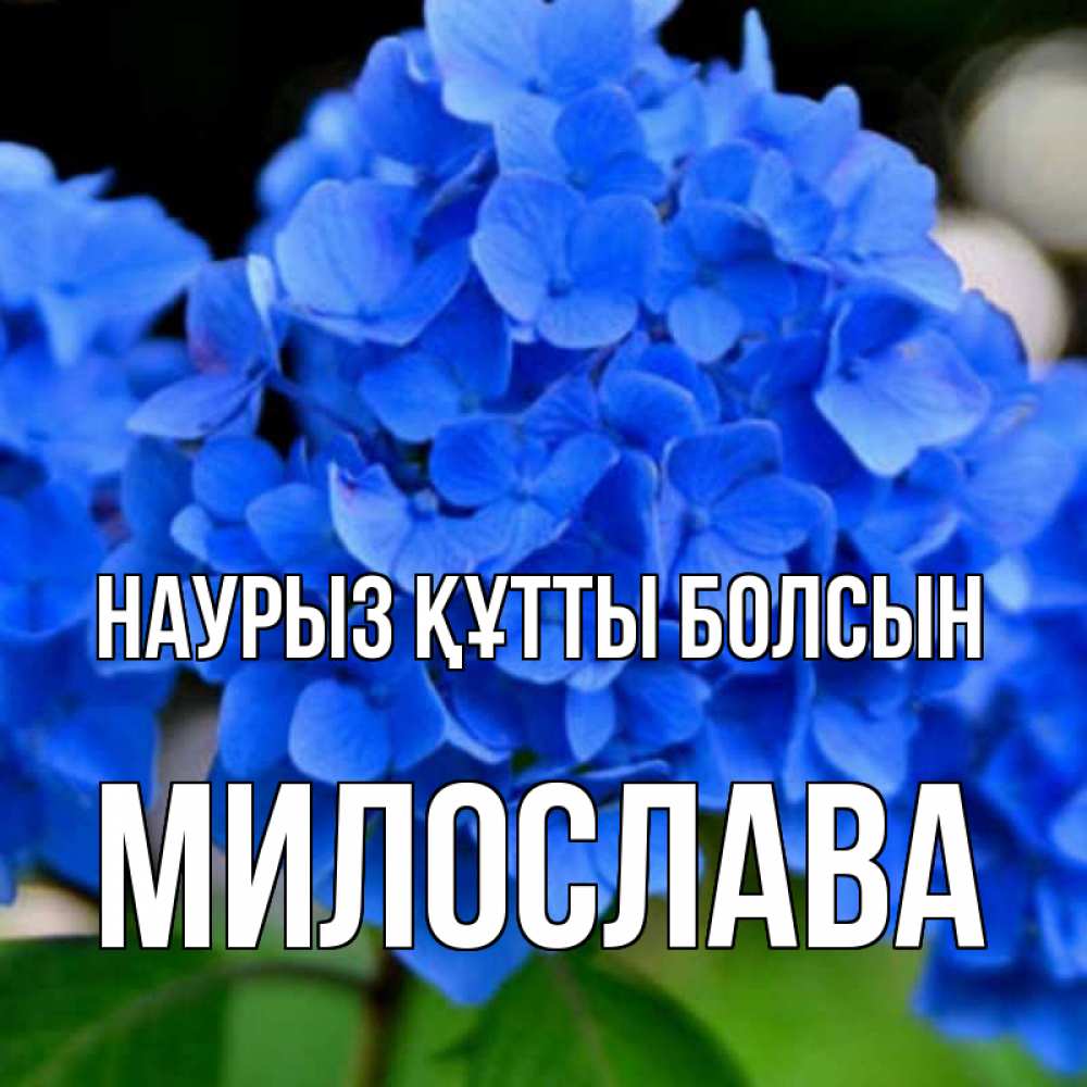 Открытка на каждый день с именем, Милослава Наурыз құтты болсын синие цветы Прикольная открытка с пожеланием онлайн скачать бесплатно 