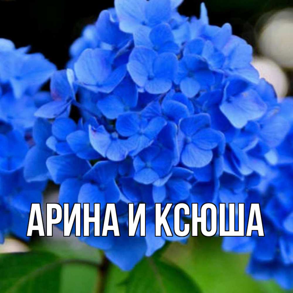 Открытка на каждый день с именем, Арина-и-Ксюша Главная синие цветы Прикольная открытка с пожеланием онлайн скачать бесплатно 