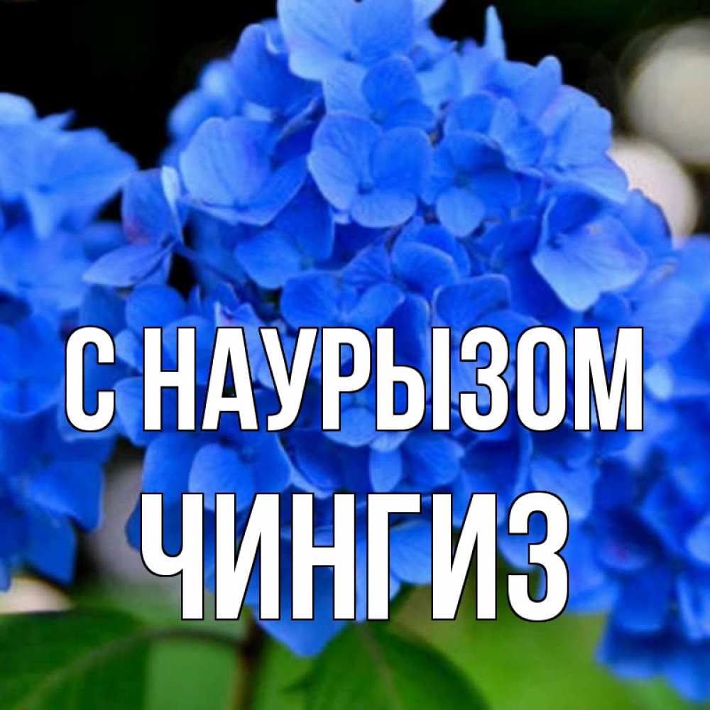 Открытка на каждый день с именем, Чингиз С наурызом синие цветы Прикольная открытка с пожеланием онлайн скачать бесплатно 
