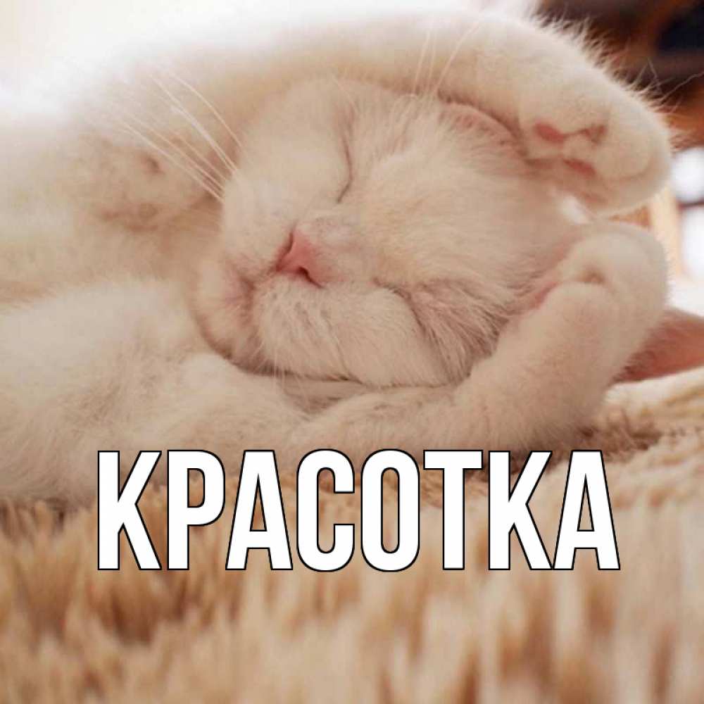 Открытка на каждый день с именем, красотка Главная белый кот Прикольная открытка с пожеланием онлайн скачать бесплатно 