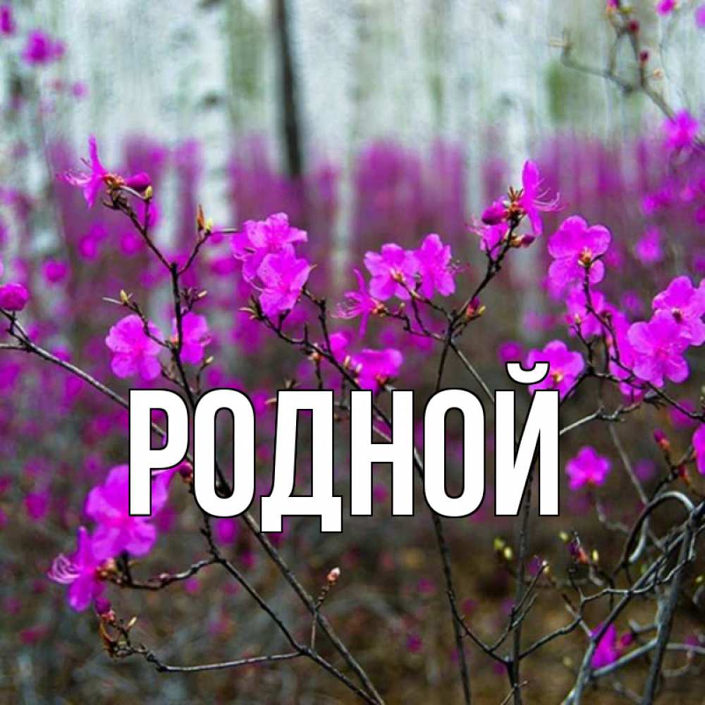 Имя родная. Имя родная. Имя родная. Имя родная. Имя родная.