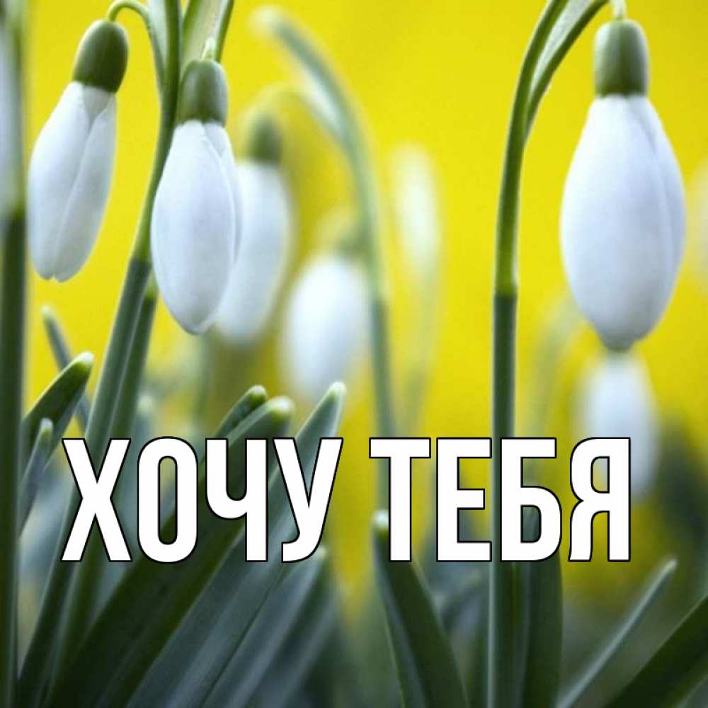 Открытка на каждый день с именем, Хочу-тебя Главная весенние цветы Прикольная открытка с пожеланием онлайн скачать бесплатно 