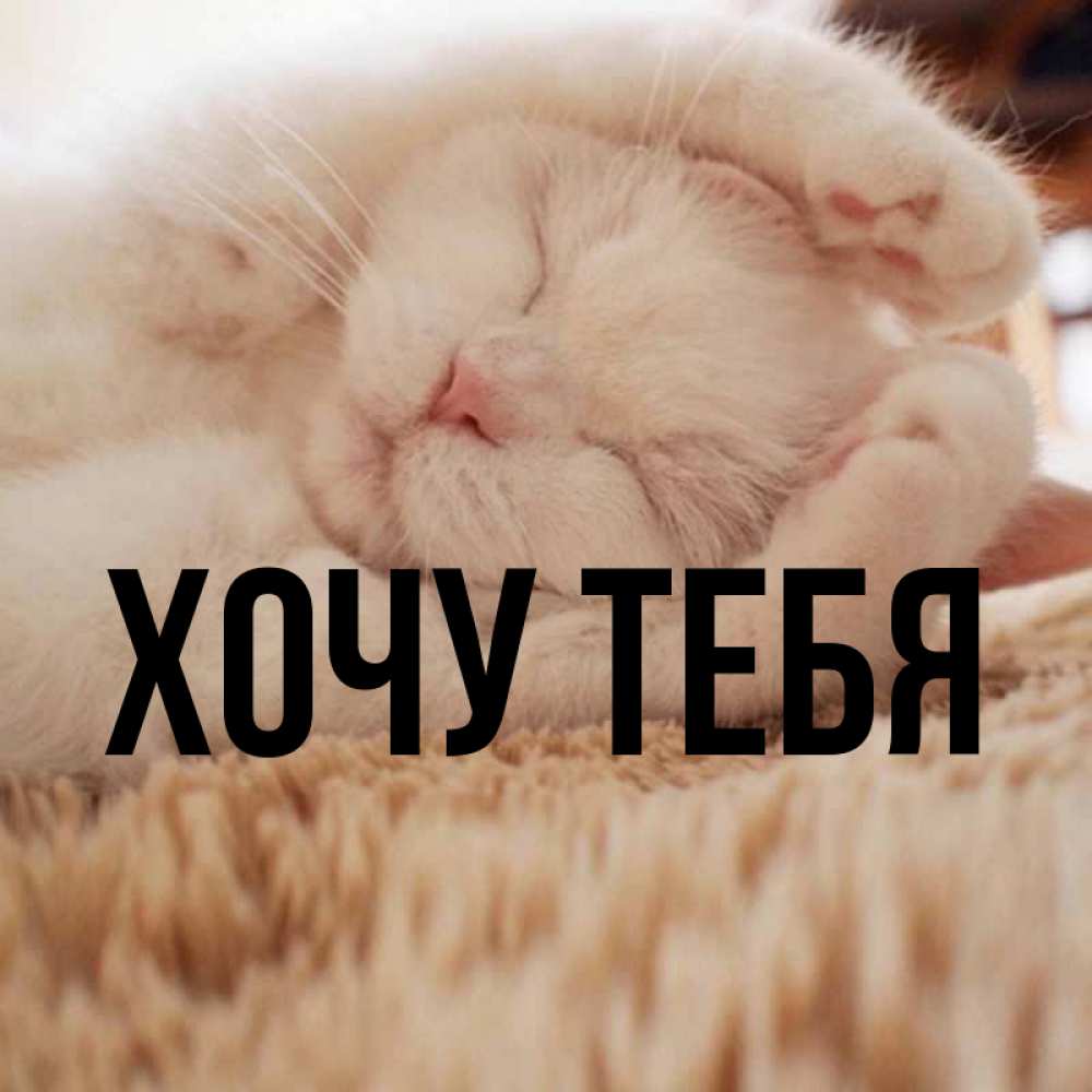 Открытка на каждый день с именем, Хочу-тебя Главная Котенок спит Прикольная открытка с пожеланием онлайн скачать бесплатно 