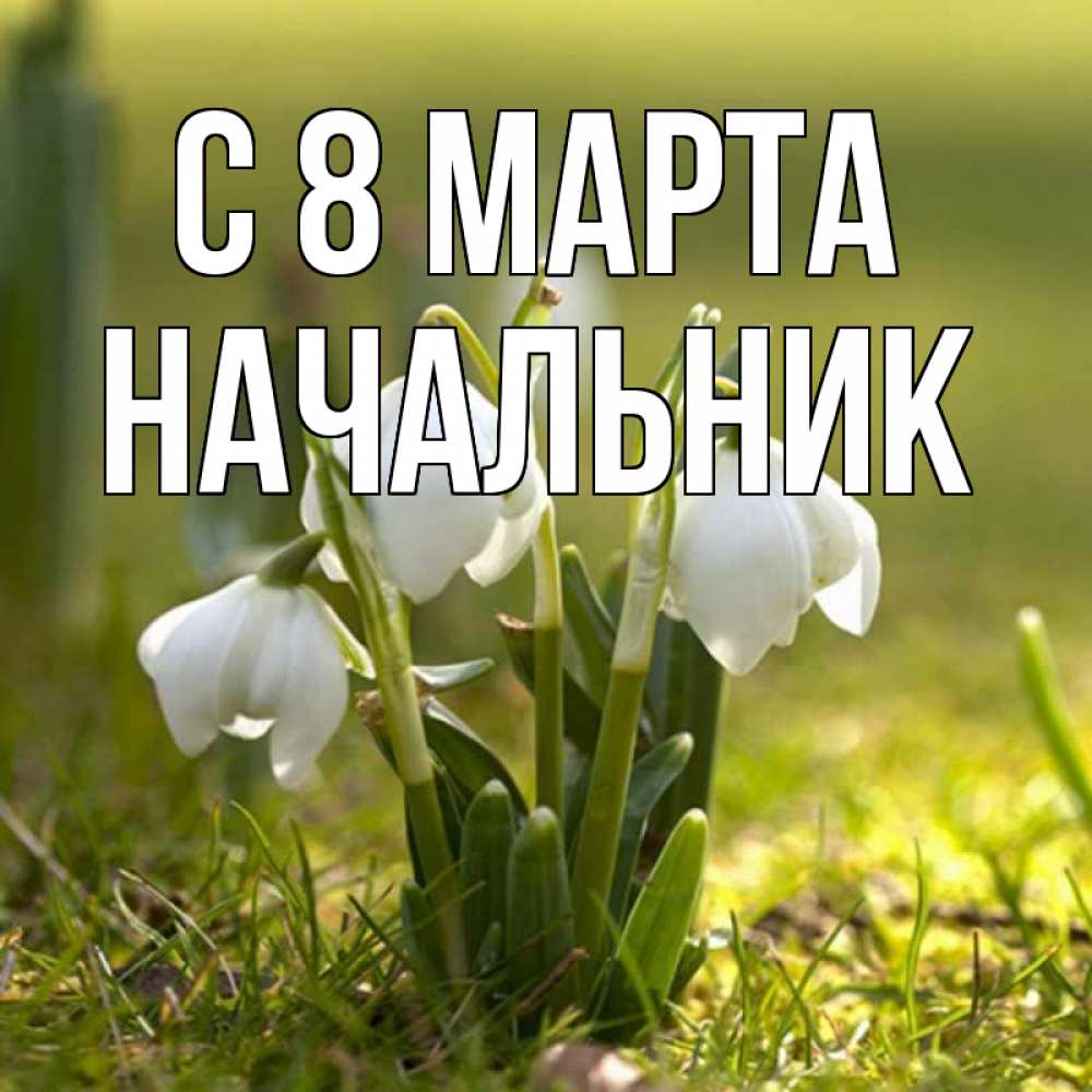 Открытка на каждый день с именем, Начальник С 8 МАРТА ранние цветы 2 Прикольная открытка с пожеланием онлайн скачать бесплатно 