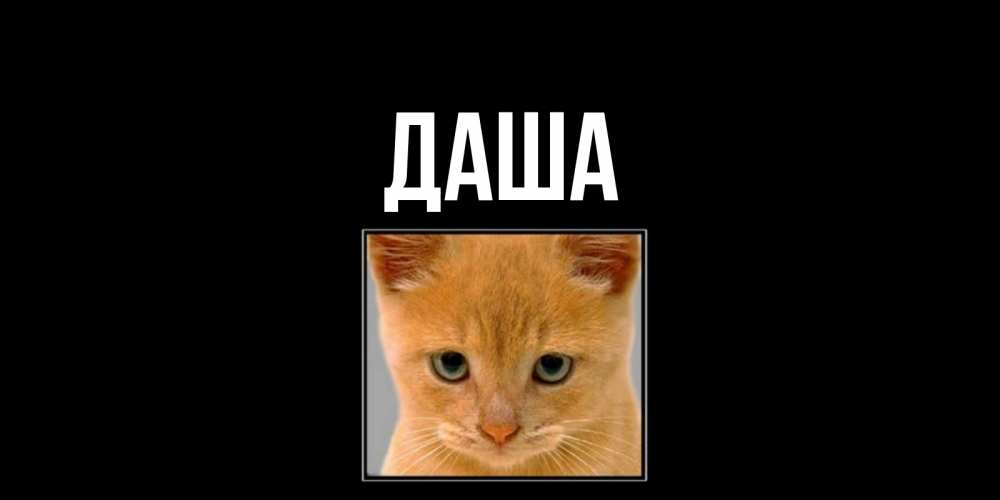 Открытка на каждый день с именем, Даша Главная рыжий грустный кот просит прощения Прикольная открытка с пожеланием онлайн скачать бесплатно 