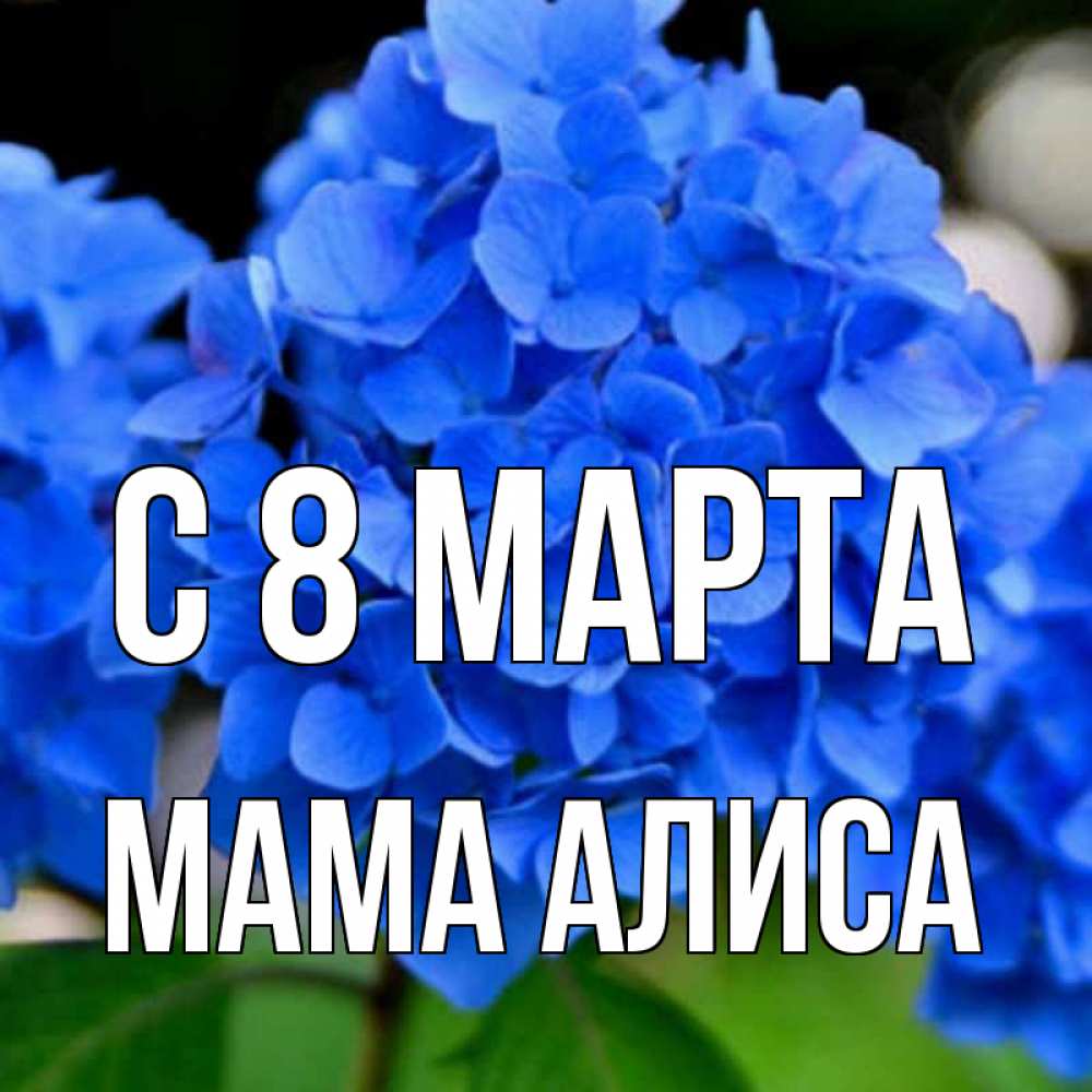 Открытка на каждый день с именем, Мама-Алиса С 8 МАРТА синие цветы Прикольная открытка с пожеланием онлайн скачать бесплатно 