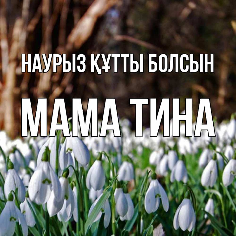 Открытка на каждый день с именем, Мама-Тина Наурыз құтты болсын с подснежниками 1 Прикольная открытка с пожеланием онлайн скачать бесплатно 