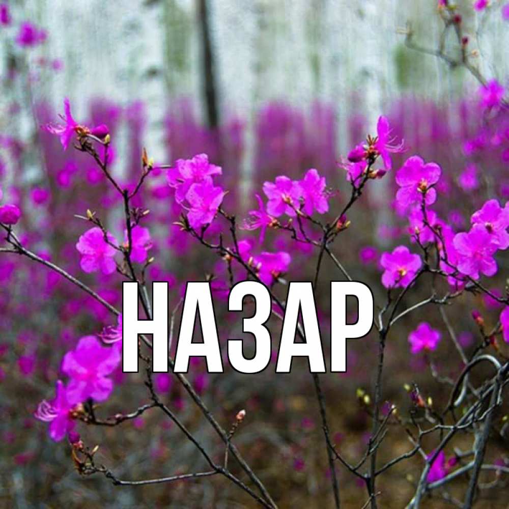 Открытка на каждый день с именем, Назар Главная дикие цветы Прикольная открытка с пожеланием онлайн скачать бесплатно 
