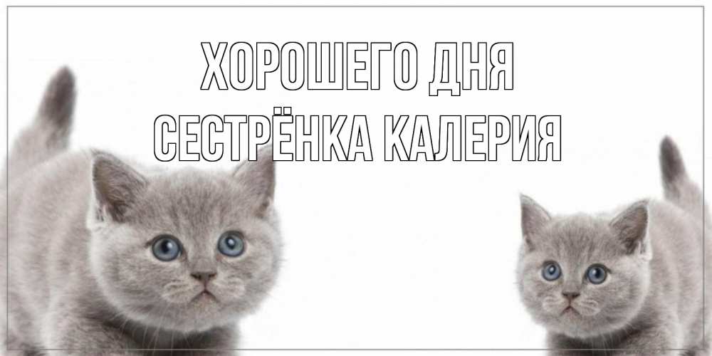Открытка на каждый день с именем, Сестрёнка-Калерия Хорошего дня открытка с котами Прикольная открытка с пожеланием онлайн скачать бесплатно 