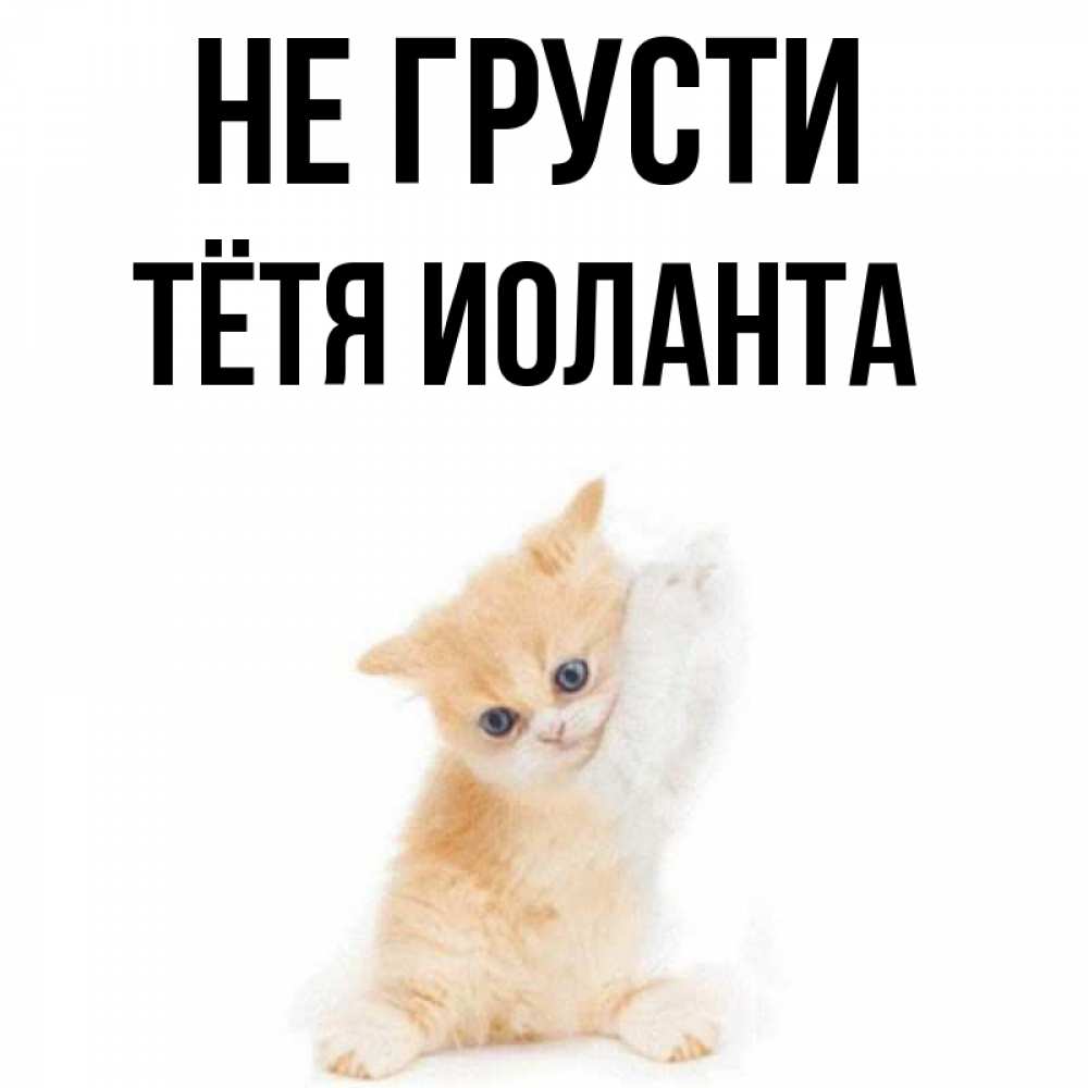 Открытка на каждый день с именем, Тётя-Иоланта Не грусти просящий кот Прикольная открытка с пожеланием онлайн скачать бесплатно 