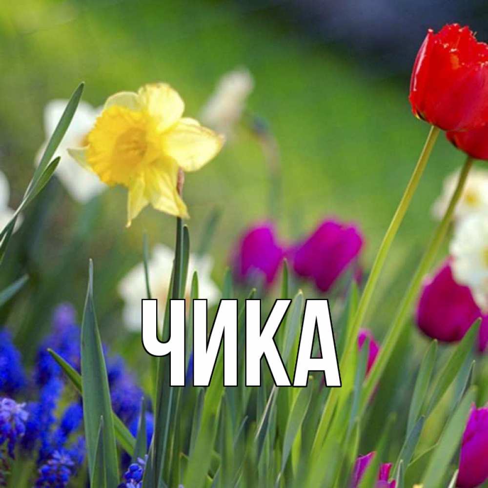 Открытка на каждый день с именем, Чика Главная праздник весны наурыз 3 Прикольная открытка с пожеланием онлайн скачать бесплатно 