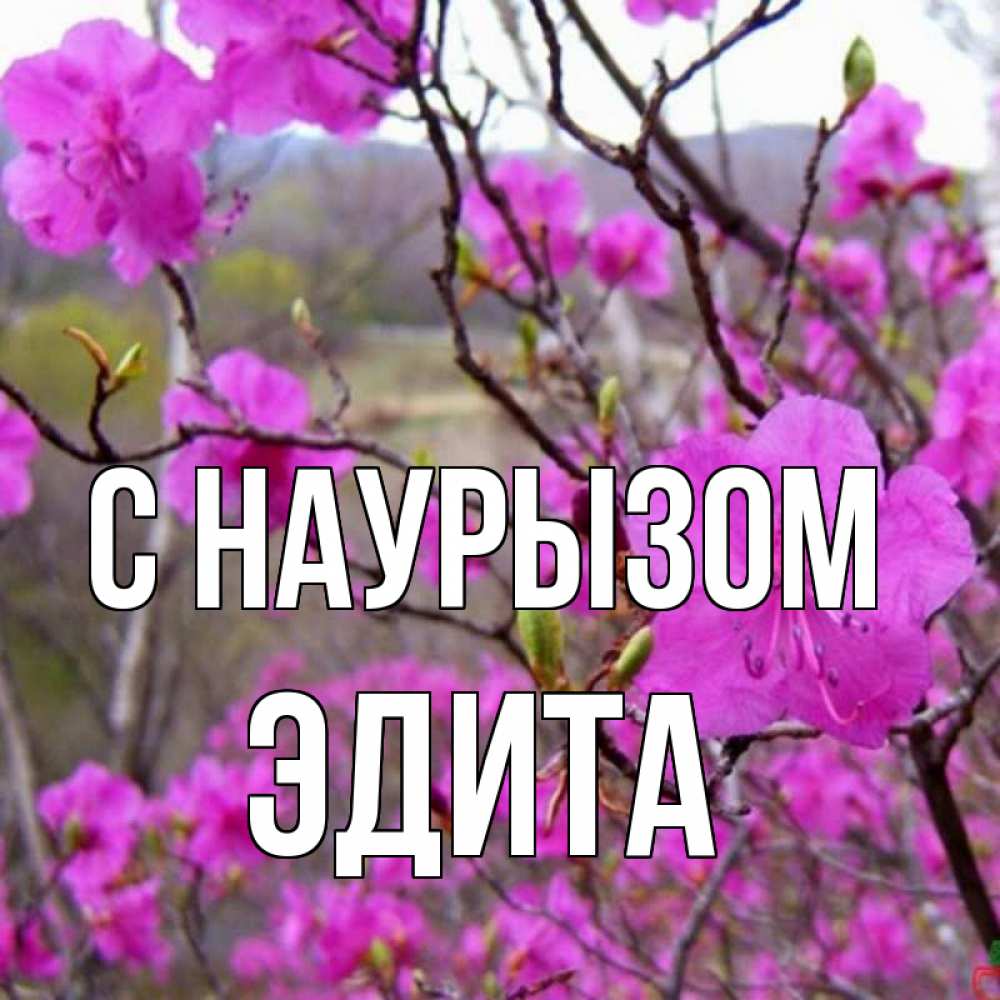 Открытка на каждый день с именем, Эдита С наурызом праздник весны наурыз Прикольная открытка с пожеланием онлайн скачать бесплатно 