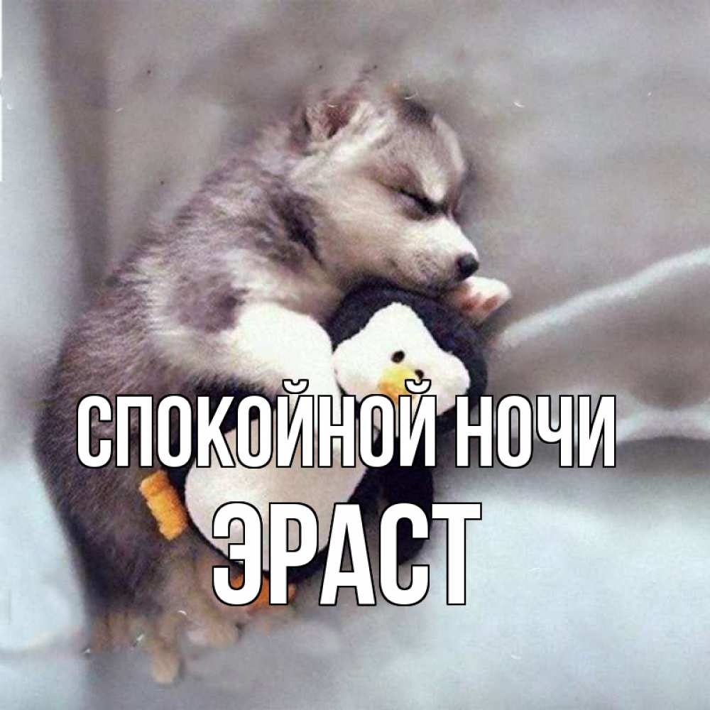 Открытка на каждый день с именем, Эраст Спокойной ночи обнимашки щенка и пингвина Прикольная открытка с пожеланием онлайн скачать бесплатно 
