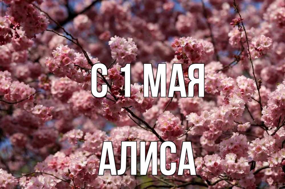 Открытка на каждый день с именем, Алиса С 1 мая С 1 мая Прикольная открытка с пожеланием онлайн скачать бесплатно 