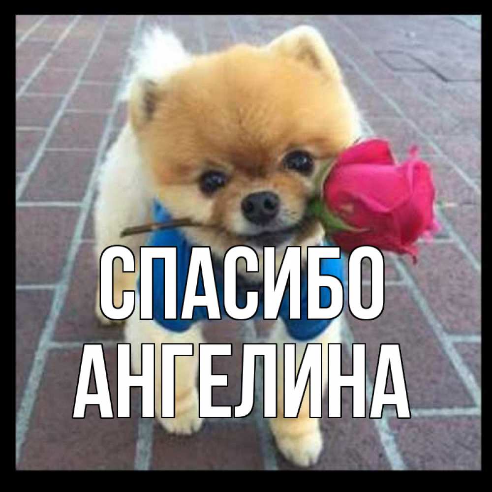 Открытка на каждый день с именем, Ангелина Спасибо спасибо и дарю тебе цветок Прикольная открытка с пожеланием онлайн скачать бесплатно 
