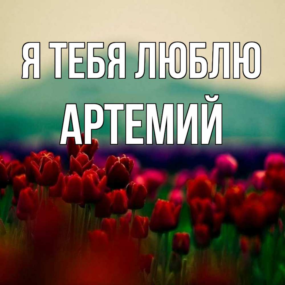 Открытка на каждый день с именем, Артемий Я тебя люблю тюльпаны 4 Прикольная открытка с пожеланием онлайн скачать бесплатно 