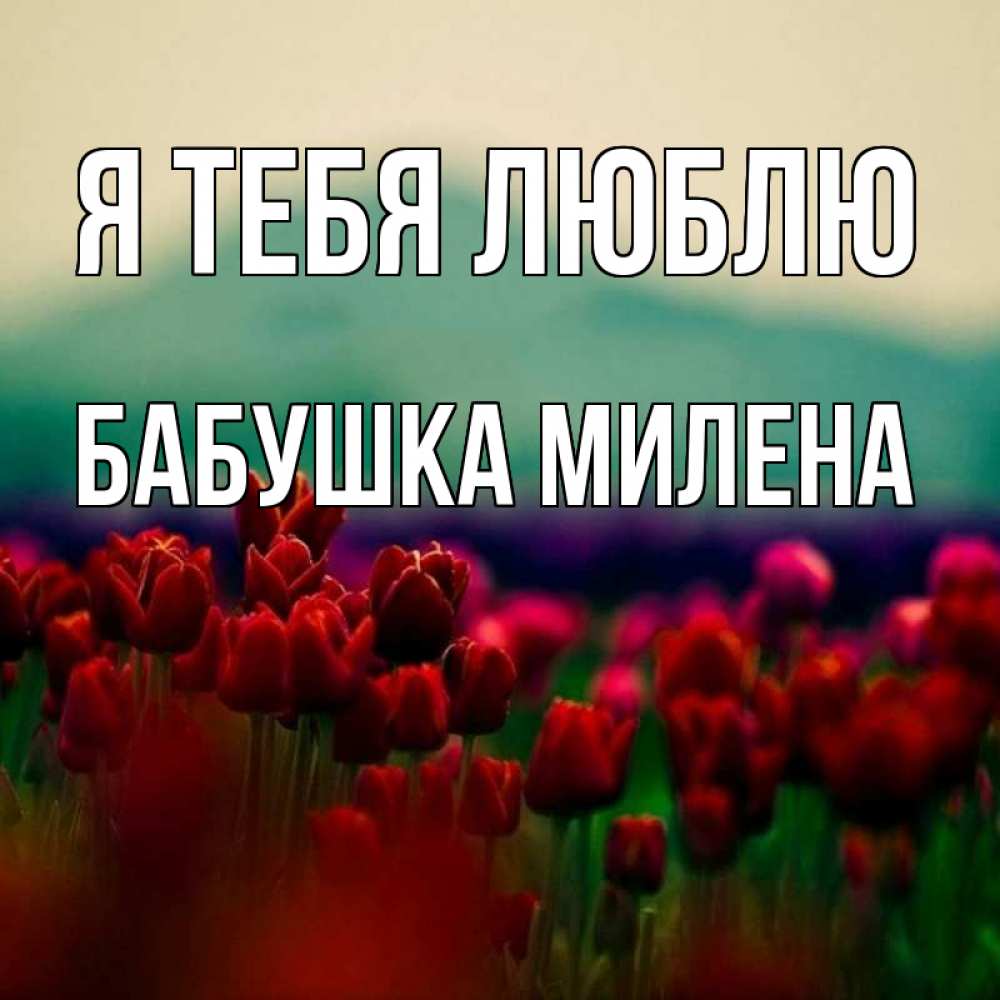 Открытка на каждый день с именем, Бабушка-Милена Я тебя люблю тюльпаны 4 Прикольная открытка с пожеланием онлайн скачать бесплатно 