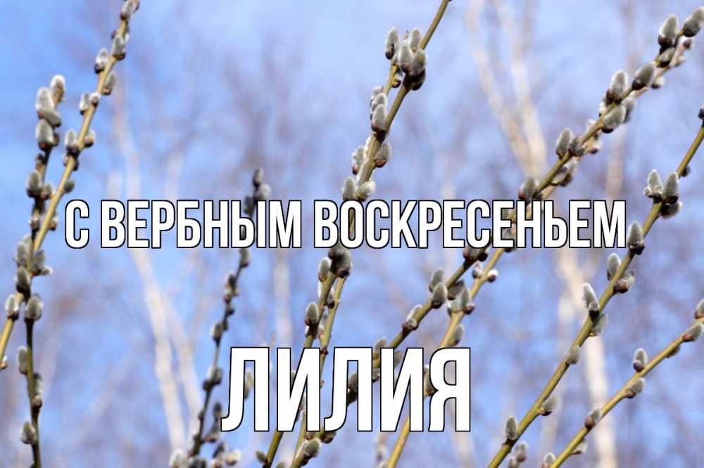 Открытка на каждый день с именем, Лилия С вербным воскресеньем верба Прикольная открытка с пожеланием онлайн скачать бесплатно 