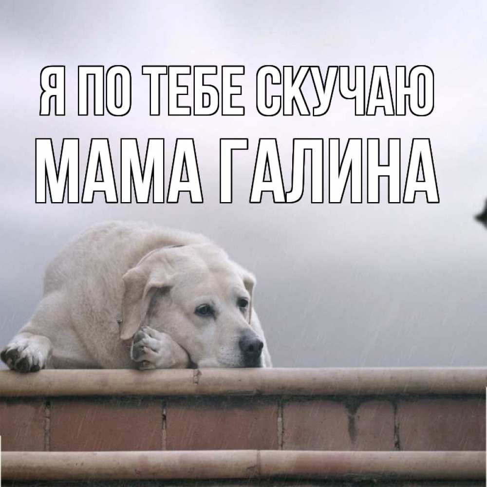 Открытка на каждый день с именем, Мама-Галина Я по тебе скучаю ждет Прикольная открытка с пожеланием онлайн скачать бесплатно 