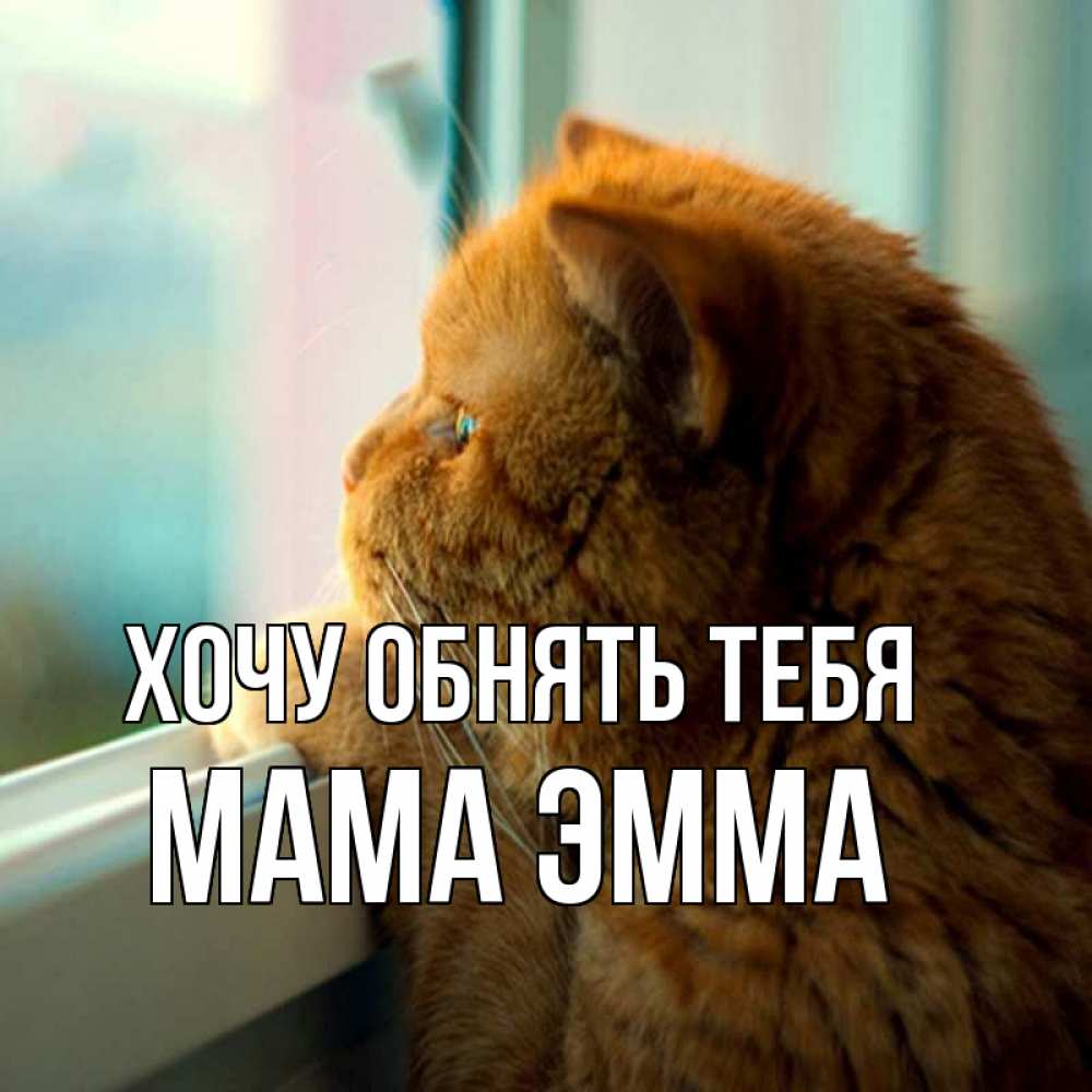 Открытка на каждый день с именем, Мама-Эмма Хочу обнять тебя большой огромный рыжий котяра Прикольная открытка с пожеланием онлайн скачать бесплатно 