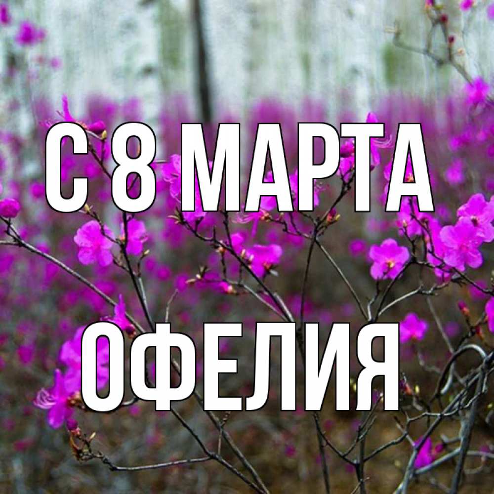 Открытка на каждый день с именем, Офелия С 8 МАРТА дикие цветы Прикольная открытка с пожеланием онлайн скачать бесплатно 