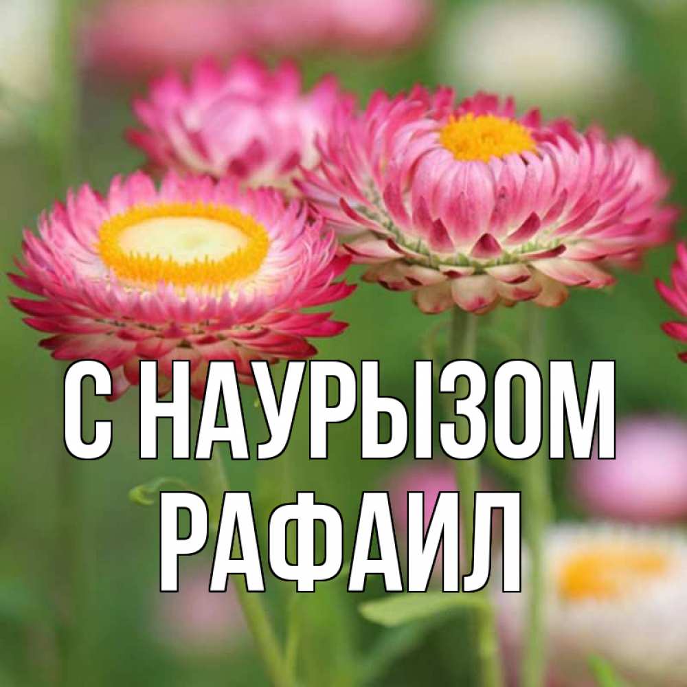 Открытка на каждый день с именем, Рафаил С наурызом подарок на международный женский день Прикольная открытка с пожеланием онлайн скачать бесплатно 